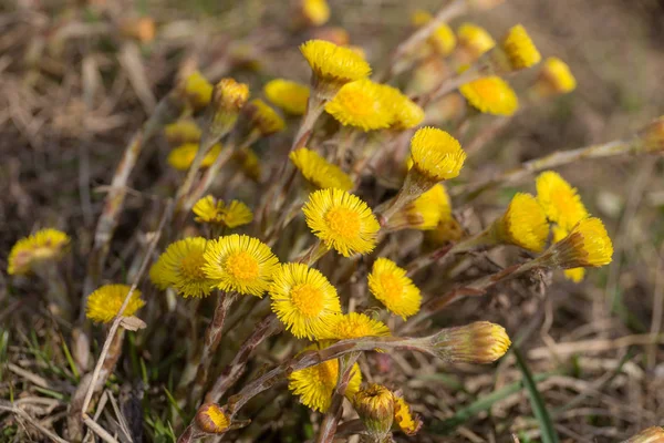 봄의 노란색 색상 — 스톡 사진