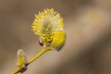 Willow tomurcukları ön planda