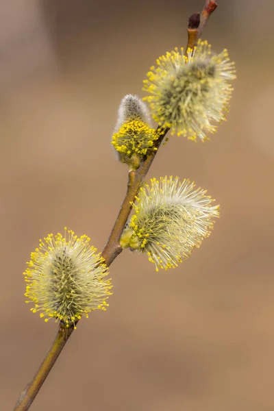 Willow buds in the foreground — Stock Photo, Image