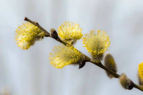 Yellow willow buds in spring day — Stock Photo, Image