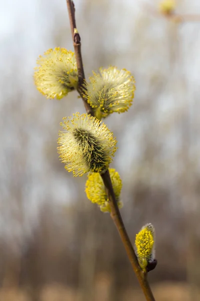 Botões de salgueiro amarelo na primavera — Fotografia de Stock