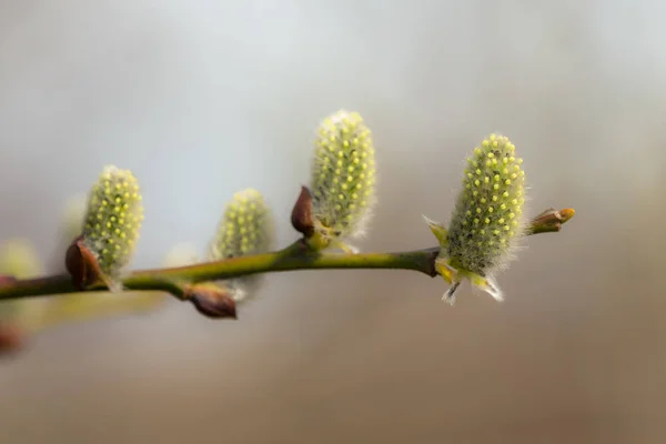 绿色柳树芽特写 — 图库照片