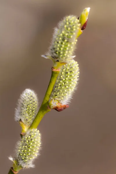 Botões de salgueiro verde na primavera — Fotografia de Stock