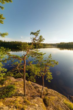 kayalık sahilde iki çam
