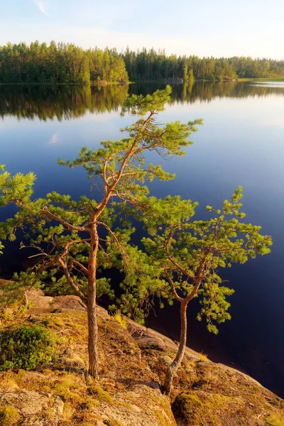 Dos pinos cerca del lago —  Fotos de Stock