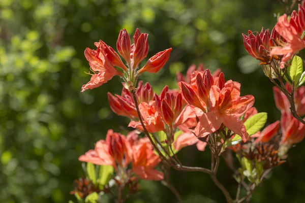 Rododendro rosso in fiore — Foto Stock