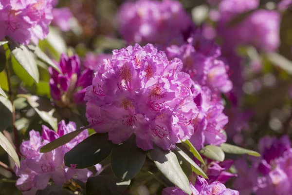 Rhododendron in spring — Stock Photo, Image