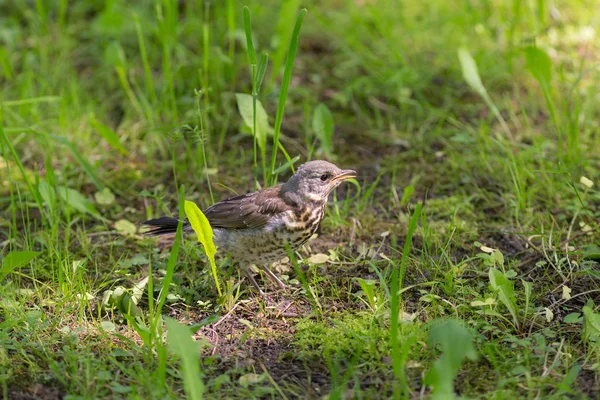 Schneevögel im Frühling — Stockfoto