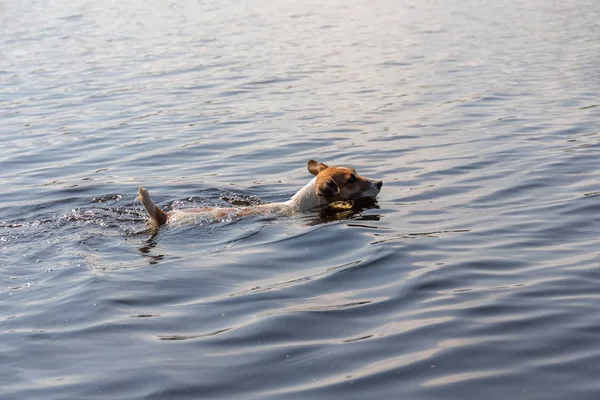 Jack Russell Terrier pływa — Zdjęcie stockowe