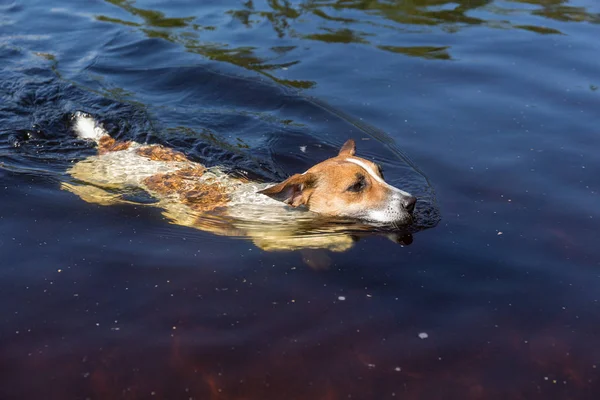 dog in water