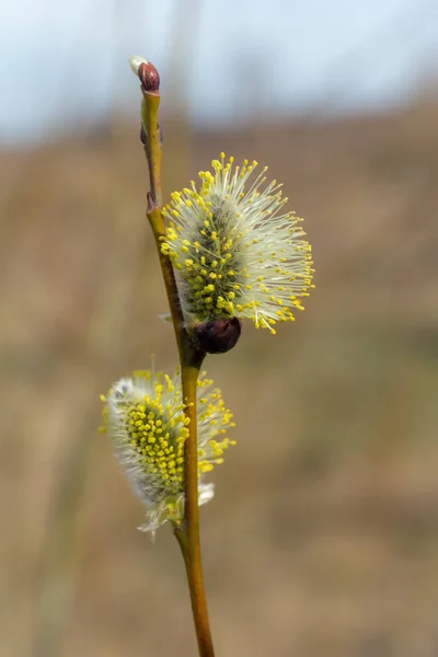 黄色い柳の芽 — ストック写真