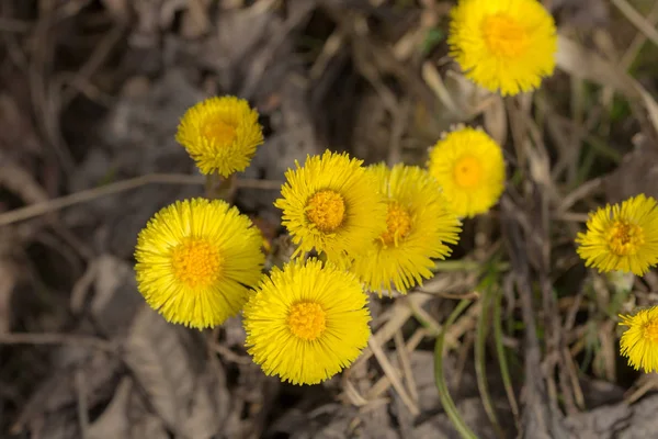 Fiori di coltsfoot in giorno di primavera — Foto Stock