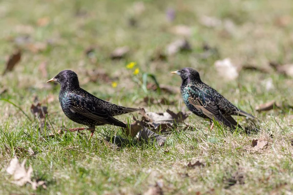 Two starlings in spring day — Stock Photo, Image