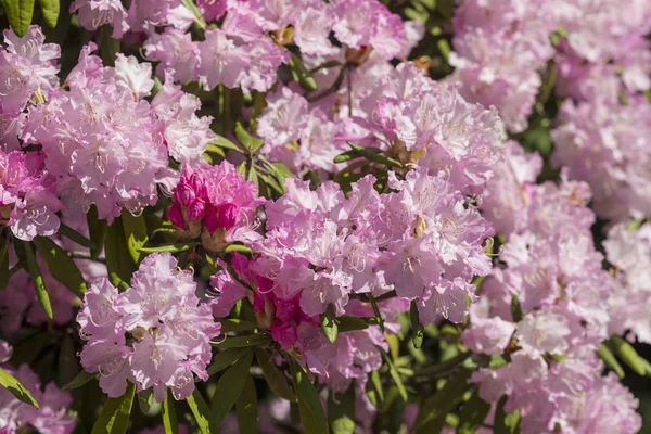Rododendro rosa in primavera — Foto Stock