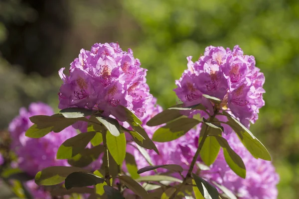 Rhododendron in spring garden — Stock Photo, Image