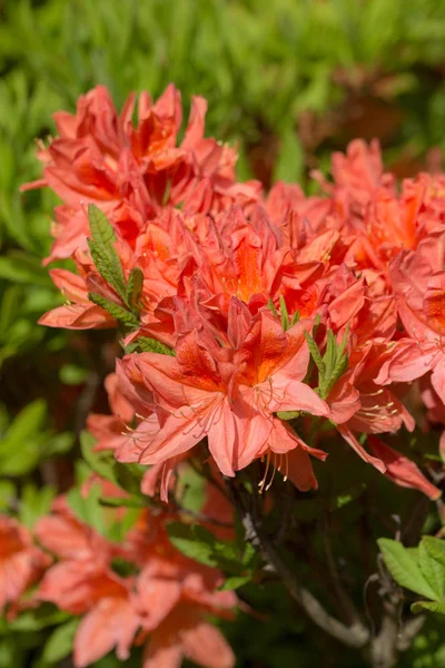 Rododendro rojo en primavera — Foto de Stock