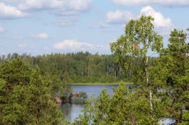 bir orman göl manzara