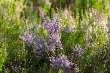 Heather gün güneşli yaz