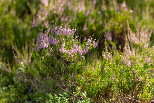 Yaz aylarında çiçek açan heather — Stok fotoğraf