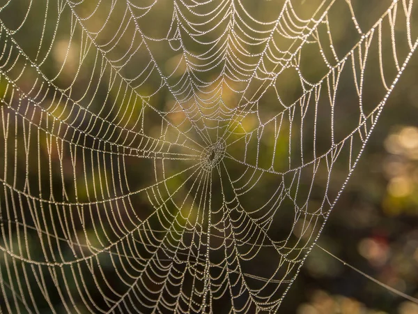 Spindelnät i morgonljuset — Stockfoto