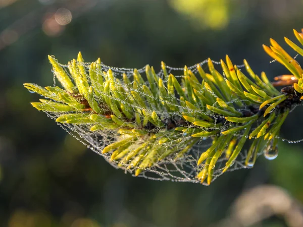 Pine branch with dew — Stock Photo, Image