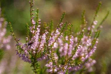 Yaz aylarında çiçek açan heather