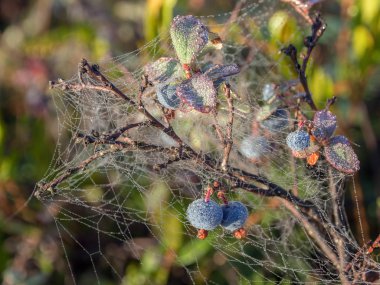 örümcek ağı ile bog whortleberry