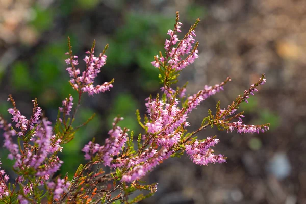 Bruyère en fleurs gros plan — Photo