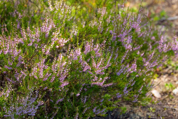 Flowering heather bushes — Stock Photo, Image