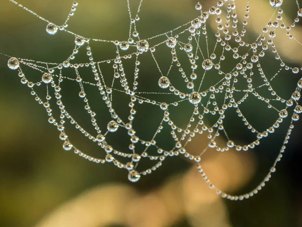 蜘蛛网与滴 — 图库照片