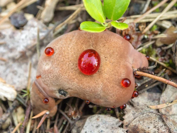 Exotische plant met rode druppels — Stockfoto