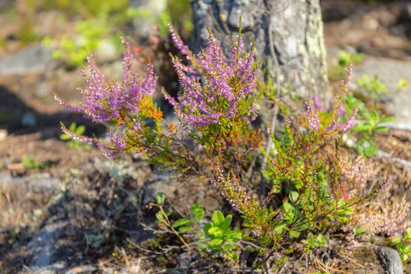 Heather in the forest — Stock Photo, Image