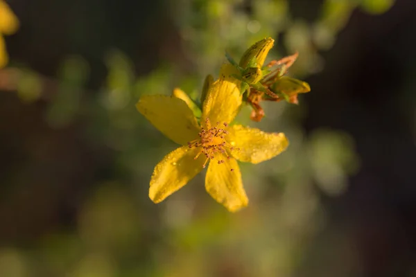 Hypericum on a summer day — Stock Photo, Image