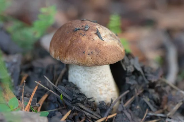 Steinpilze aus nächster Nähe — Stockfoto