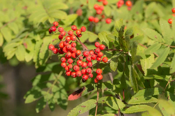 Red berries in summer — Stock Photo, Image