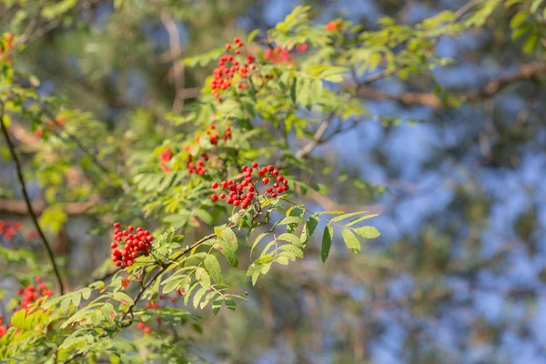 Rowan branches with red berries — Stock Photo, Image