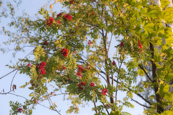 Суничні гілки з ягодами — стокове фото