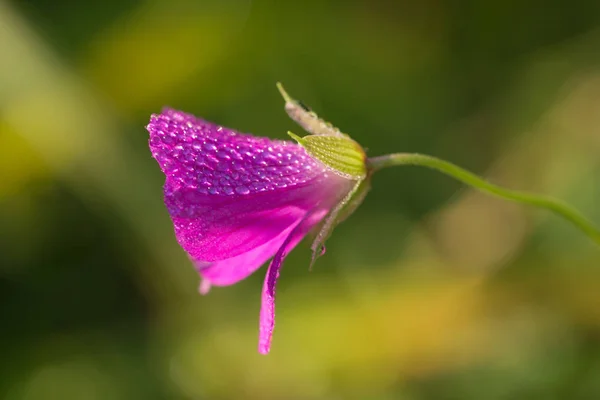 Violette Blume mit Tau — Stockfoto
