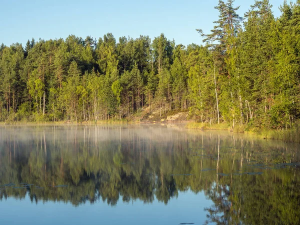 Lago de floresta em uma manhã de verão — Fotografia de Stock