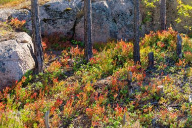 bir yaz ormanında çalılar
