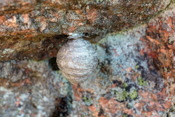 Ninho de vespas em uma rocha — Fotografia de Stock