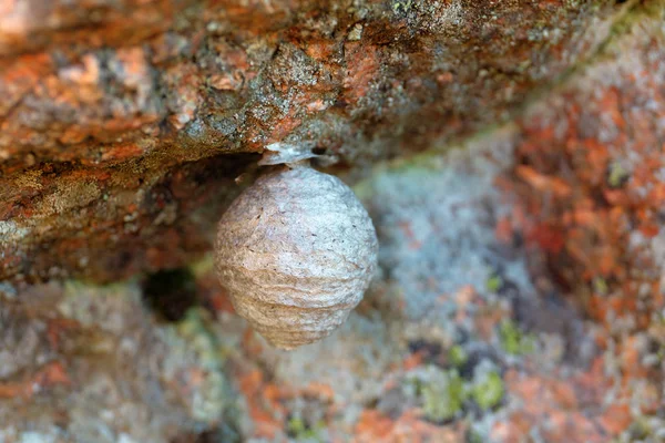 Wasp nest close-up — Stockfoto