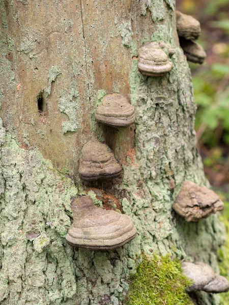 多孔菌在森林里 — 图库照片