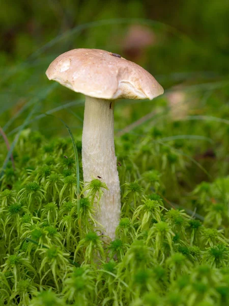 Steinpilze auf grünem Moos — Stockfoto