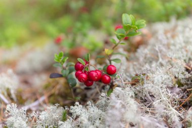 olgun lingonberries ile çalı