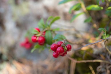 olgun lingonberries closeup