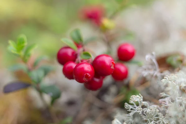 Lingonberry bessen in een zomerbos — Stockfoto