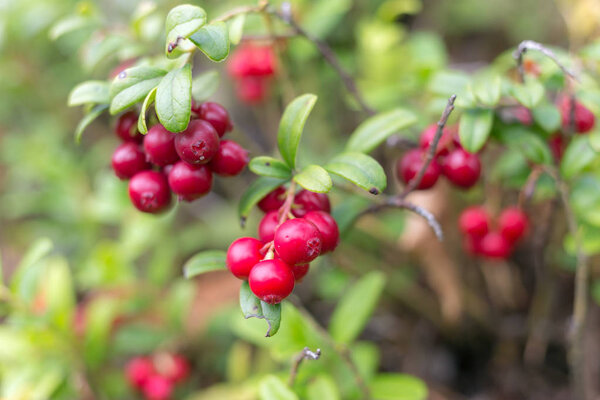 bush with ripe lingonberries