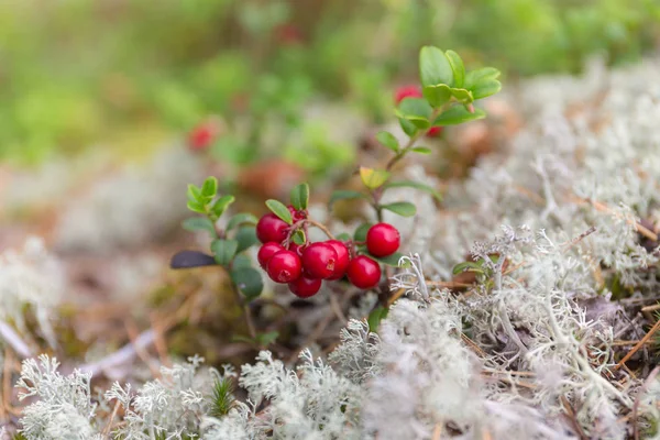 Strauch mit reifen Preiselbeeren — Stockfoto