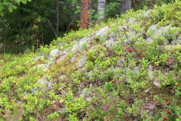 Yosun üzerinde lingonberry çalılar — Stok fotoğraf